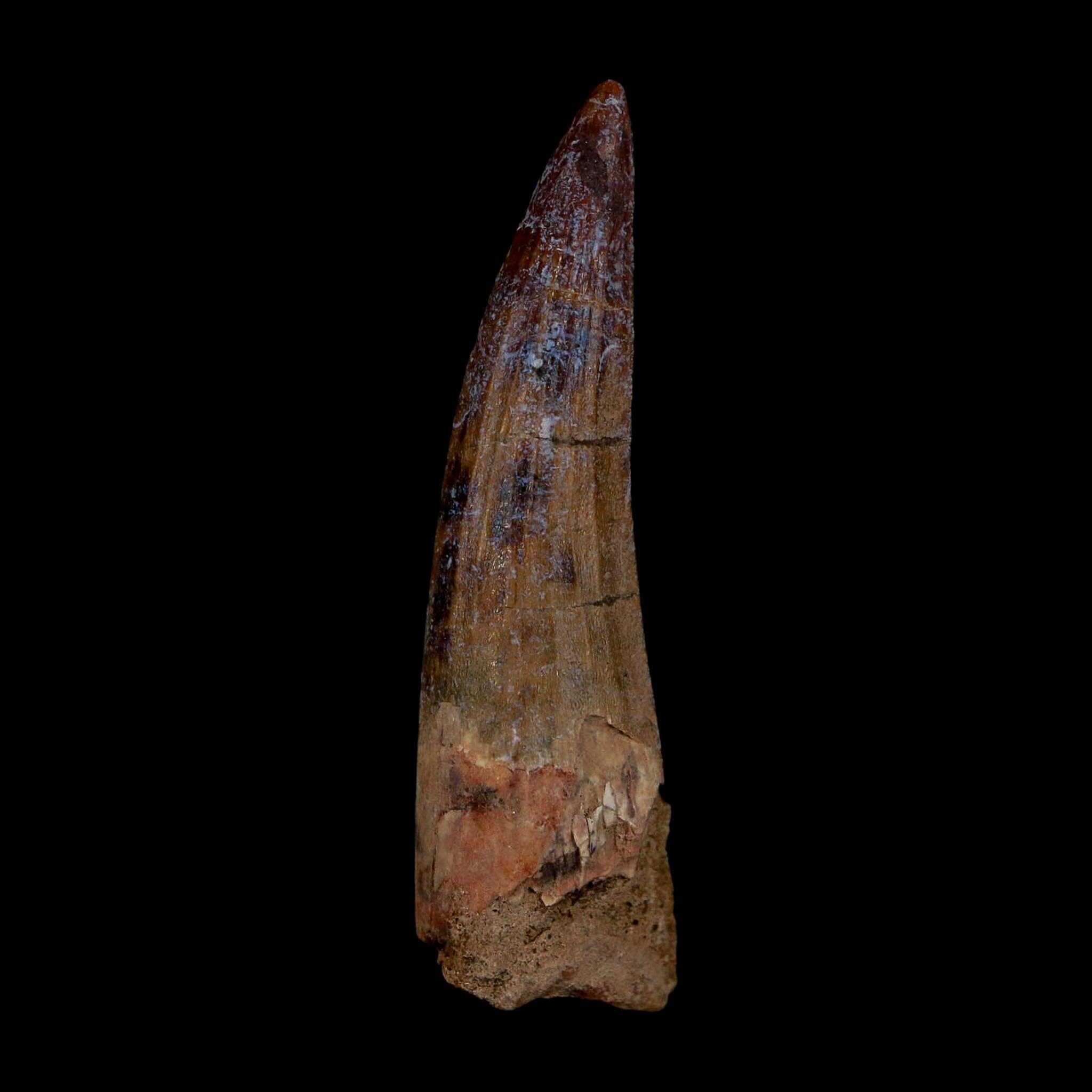1.9" Suchomimus Fossil Tooth Cretaceous Spinosaurid Dinosaur Elraz FM Niger COA - Fossil Age Minerals