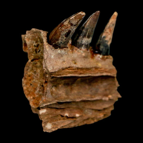 1.3" Crocodile Fossil Jaw Section With Teeth Hell Creek FM Cretaceous Age MT Riker Box