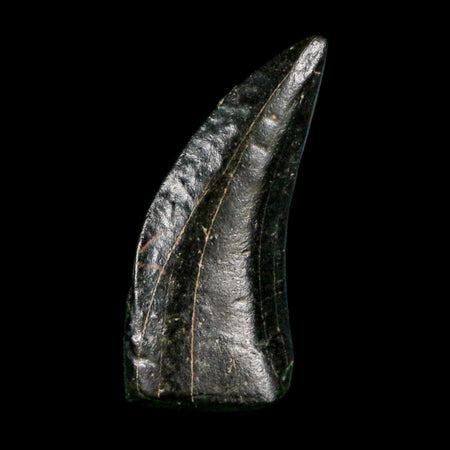 0.8" Tyrannosaur Serrated Fossil Tooth Cretaceous Dinosaur Judith River FM MT COA