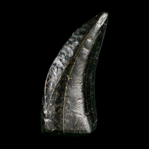 0.8" Tyrannosaur Serrated Fossil Tooth Cretaceous Dinosaur Judith River FM MT COA