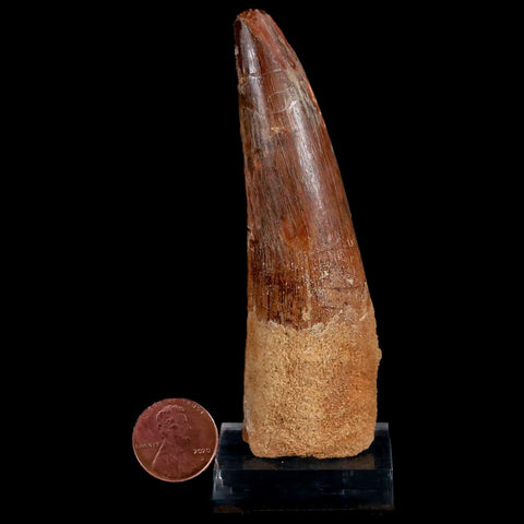 XL 3.9" Spinosaurus Fossil Tooth 100 Mil Yrs Old Cretaceous Dinosaur COA & Stand - Fossil Age Minerals