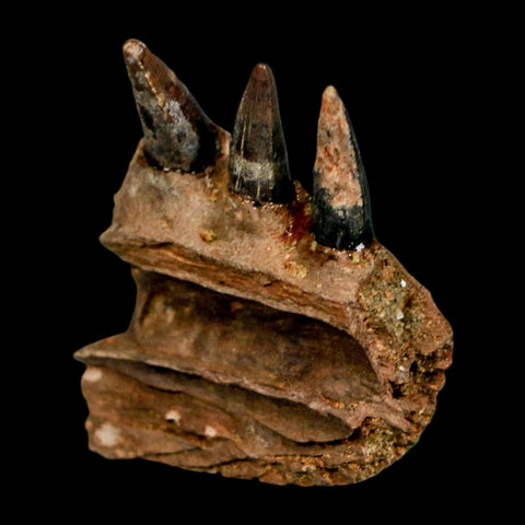 1.3" Crocodile Fossil Jaw Section With Teeth Hell Creek FM Cretaceous Age MT Riker Box