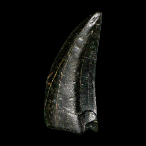 0.8" Tyrannosaur Serrated Fossil Tooth Cretaceous Dinosaur Judith River FM MT COA
