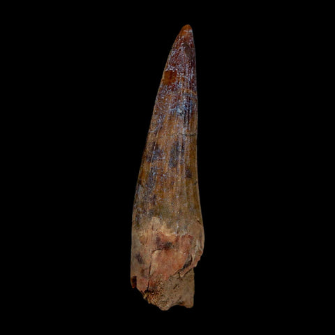 1.9" Suchomimus Fossil Tooth Cretaceous Spinosaurid Dinosaur Elraz FM Niger COA - Fossil Age Minerals