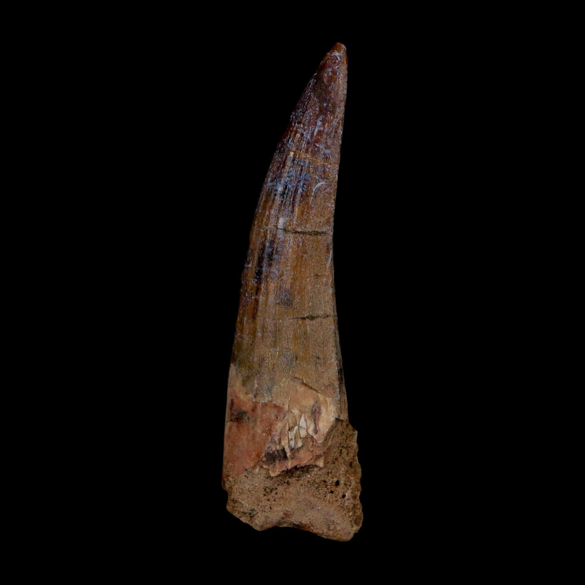 1.9" Suchomimus Fossil Tooth Cretaceous Spinosaurid Dinosaur Elraz FM Niger COA - Fossil Age Minerals