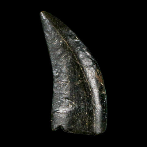 0.8" Tyrannosaur Serrated Fossil Tooth Cretaceous Dinosaur Judith River FM MT COA