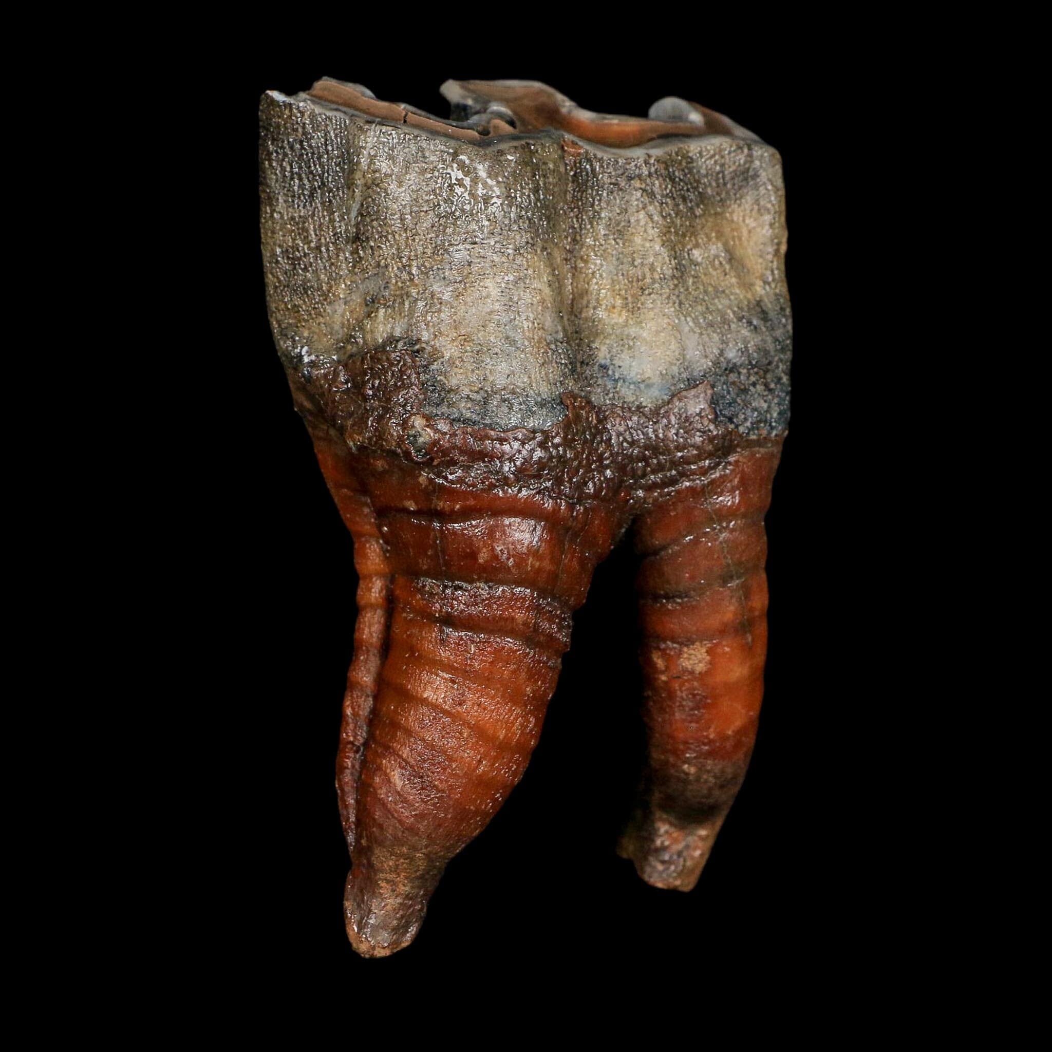 3.4" Woolly Rhinoceros Fossil Rooted Tooth Pleistocene Age Megafauna Russia COA