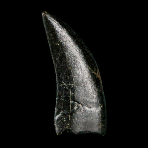 0.8" Tyrannosaur Serrated Fossil Tooth Cretaceous Dinosaur Judith River FM MT COA