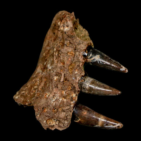 1.3" Crocodile Fossil Jaw Section With Teeth Hell Creek FM Cretaceous Age MT Riker Box