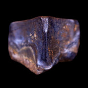 0.4" Lambeosaurus Fossil Tooth Judith River FM Montana Cretaceous Dinosaur COA