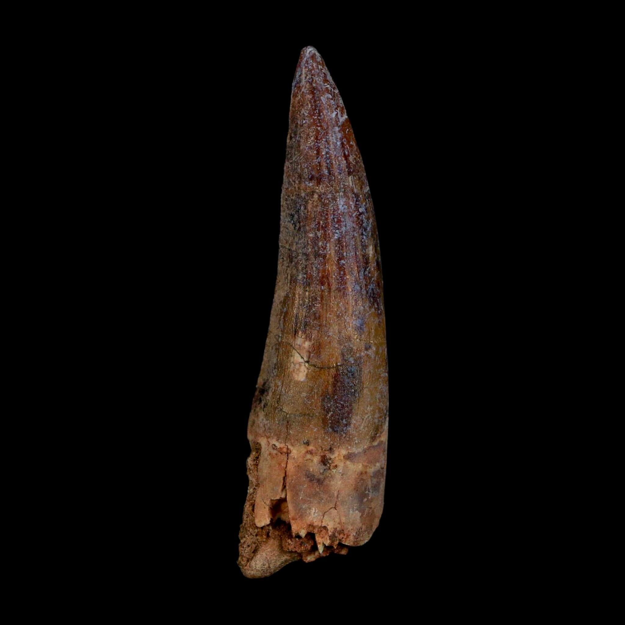 1.9" Suchomimus Fossil Tooth Cretaceous Spinosaurid Dinosaur Elraz FM Niger COA - Fossil Age Minerals