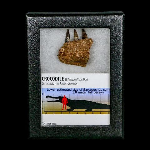 1.3" Crocodile Fossil Jaw Section With Teeth Hell Creek FM Cretaceous Age MT Riker Box