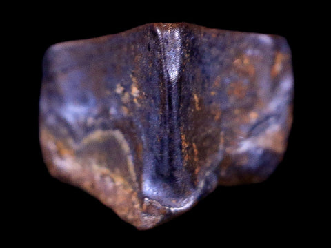 0.4" Lambeosaurus Fossil Tooth Judith River FM Montana Cretaceous Dinosaur COA - Fossil Age Minerals