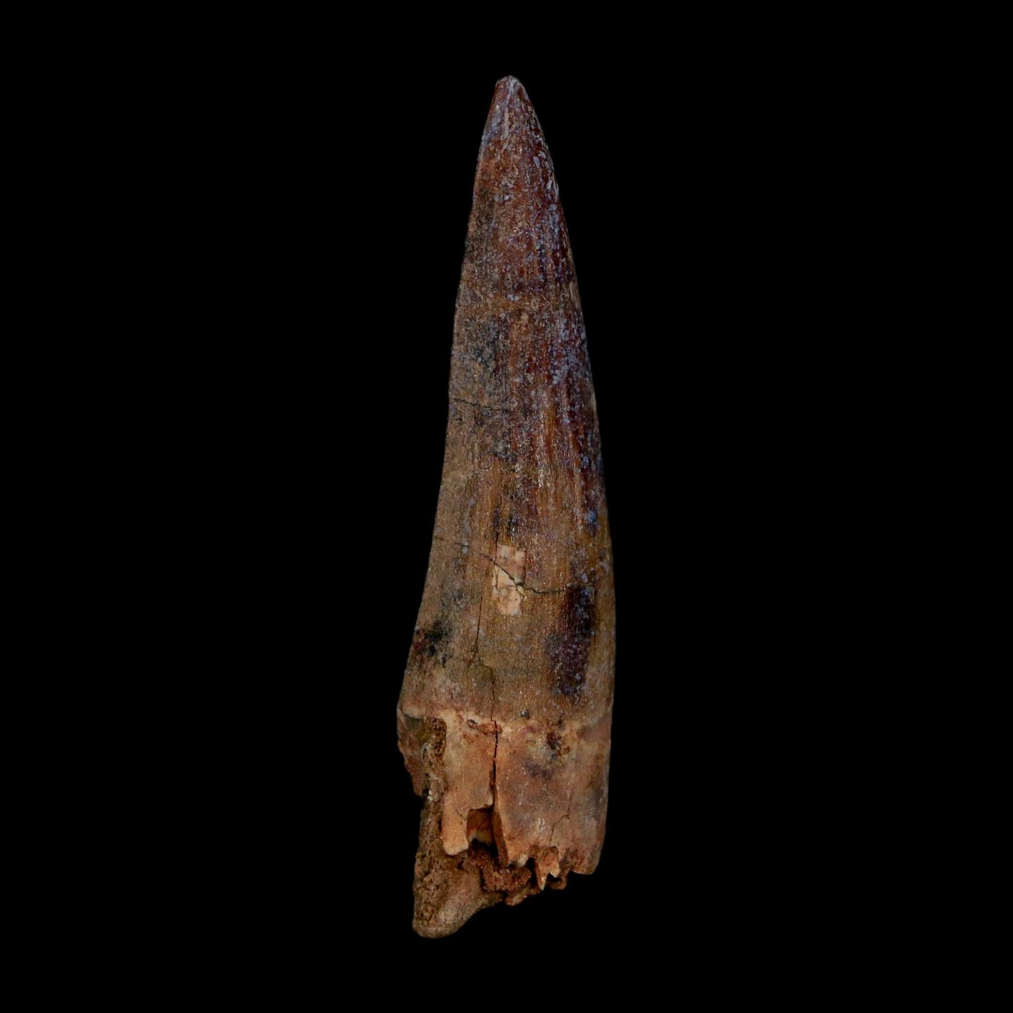 1.9" Suchomimus Fossil Tooth Cretaceous Spinosaurid Dinosaur Elraz FM Niger COA - Fossil Age Minerals