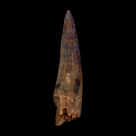 1.9" Suchomimus Fossil Tooth Cretaceous Spinosaurid Dinosaur Elraz FM Niger COA - Fossil Age Minerals