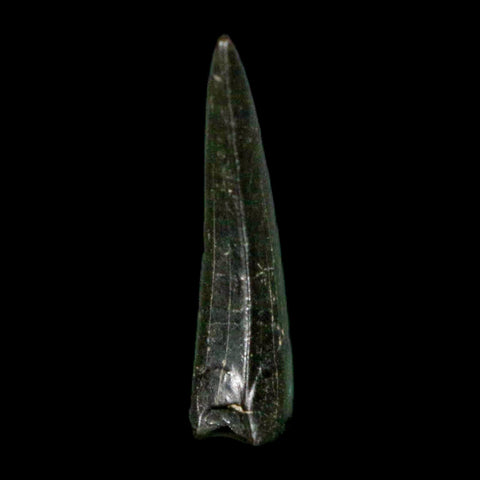 0.8" Tyrannosaur Serrated Fossil Tooth Cretaceous Dinosaur Judith River FM MT COA