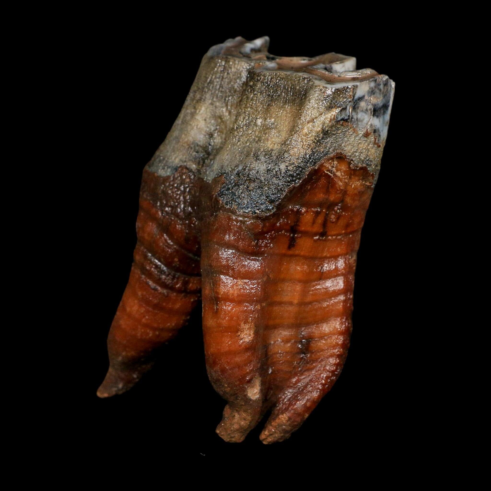 3.4" Woolly Rhinoceros Fossil Rooted Tooth Pleistocene Age Megafauna Russia COA