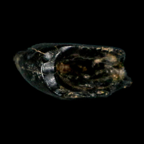 0.8" Tyrannosaur Serrated Fossil Tooth Cretaceous Dinosaur Judith River FM MT COA