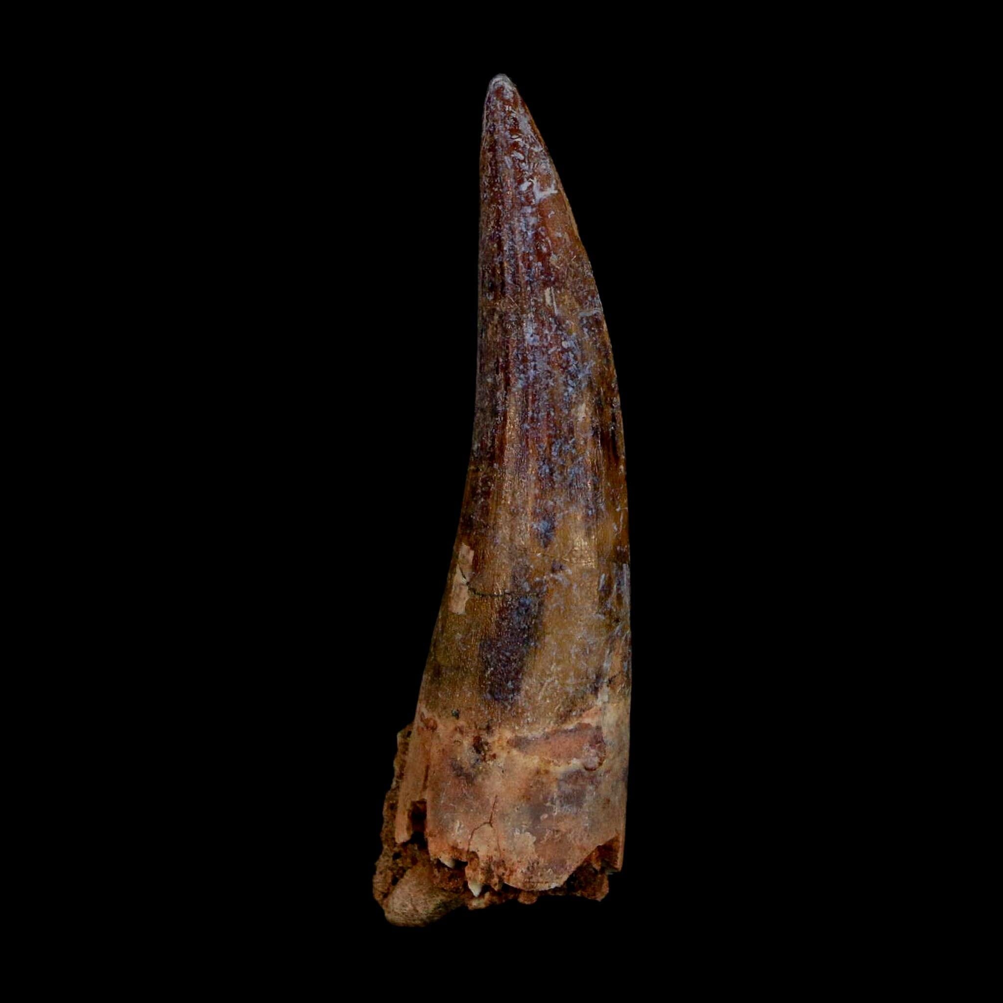1.9" Suchomimus Fossil Tooth Cretaceous Spinosaurid Dinosaur Elraz FM Niger COA - Fossil Age Minerals