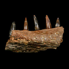 Crocodiles Fossil Collection