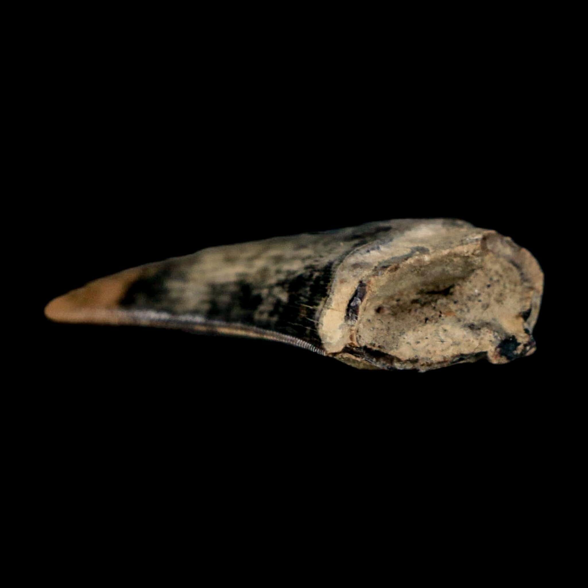 1.2" Tyrannosaur Serrated Fossil Tooth Cretaceous Dinosaur Judith River FM MT COA - Fossil Age Minerals