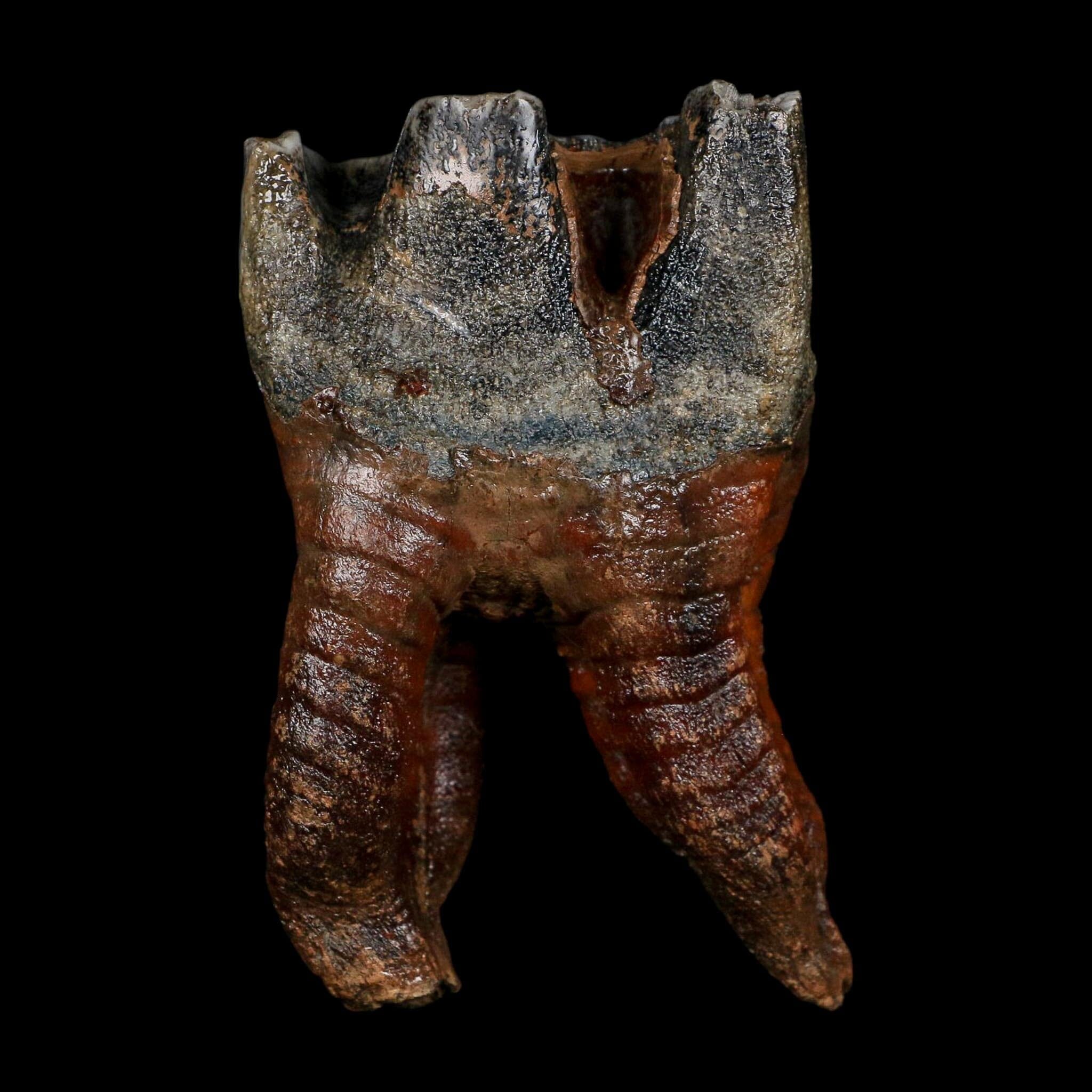 3.4" Woolly Rhinoceros Fossil Rooted Tooth Pleistocene Age Megafauna Russia COA