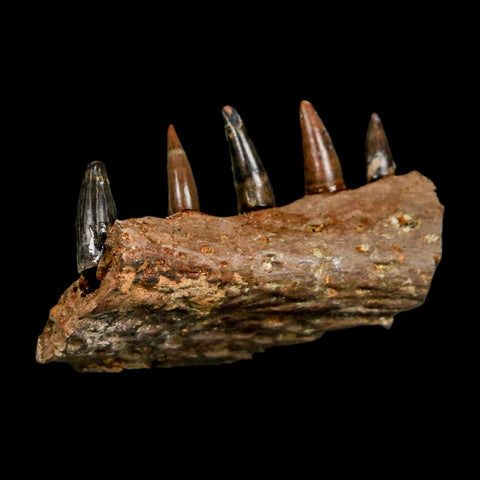 1.8" Crocodile Fossil Jaw Section With Teeth Hell Creek FM Cretaceous Age MT Riker Box