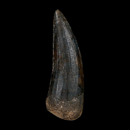 1.9" Suchomimus Fossil Tooth Cretaceous Spinosaurid Dinosaur Elraz FM Niger COA