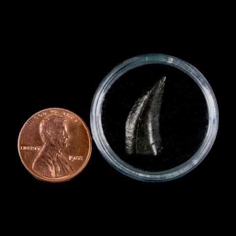 0.8" Tyrannosaur Serrated Fossil Tooth Cretaceous Dinosaur Judith River FM MT COA