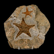 2 Two Brittle Star Petraster Starfish Fossil Ordovician Age Blekus Morocco COA Stand