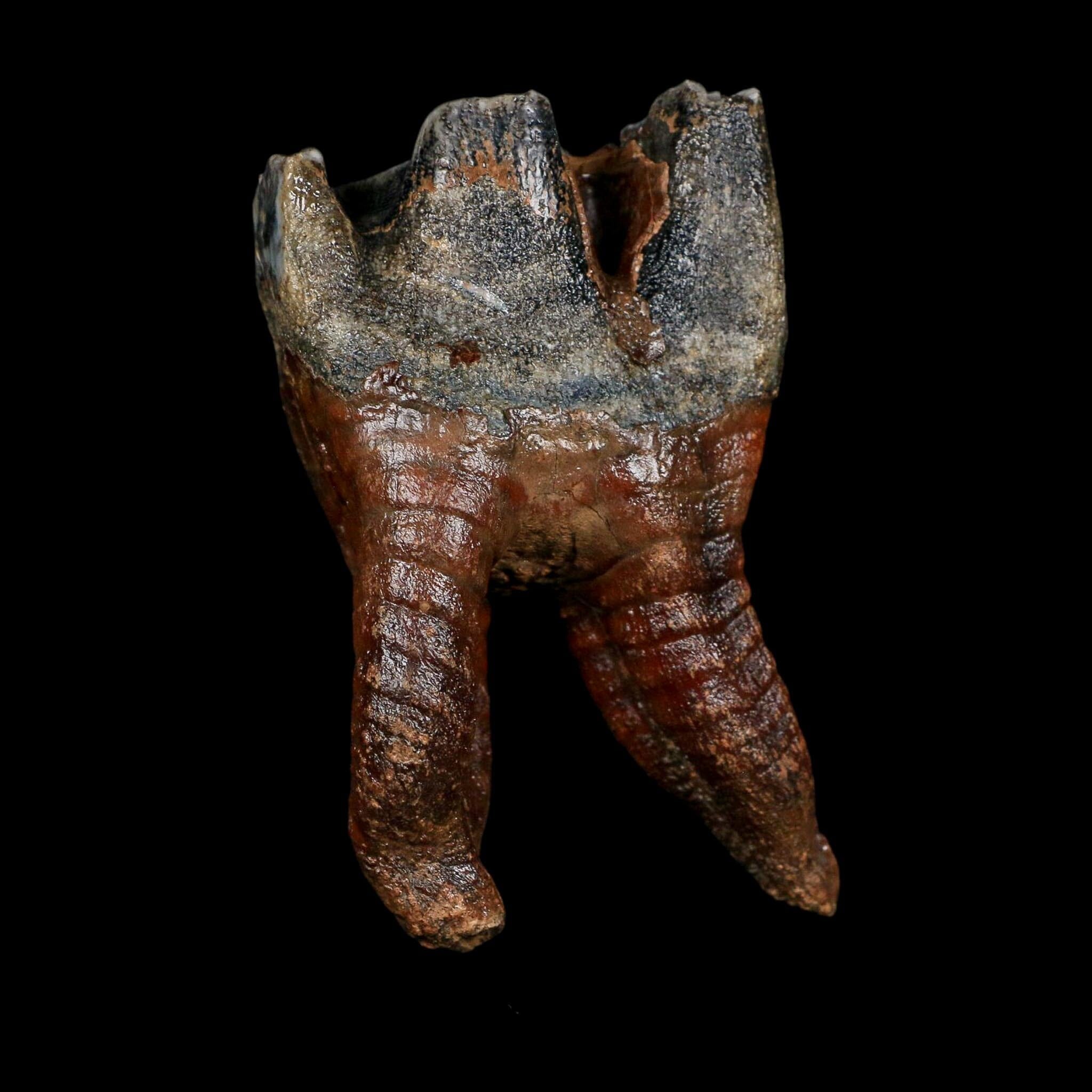 3.4" Woolly Rhinoceros Fossil Rooted Tooth Pleistocene Age Megafauna Russia COA