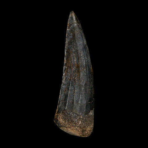 1.9" Suchomimus Fossil Tooth Cretaceous Spinosaurid Dinosaur Elraz FM Niger COA - Fossil Age Minerals