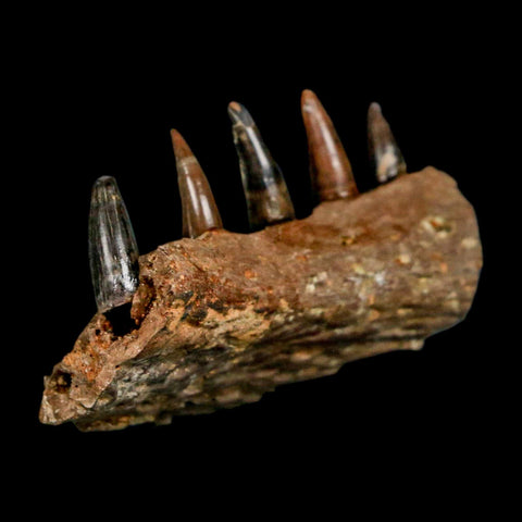 1.8" Crocodile Fossil Jaw Section With Teeth Hell Creek FM Cretaceous Age MT Riker Box