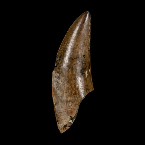 1.4" Tyrannosaur Serrated Fossil Tooth Cretaceous Dinosaur Judith River FM MT COA