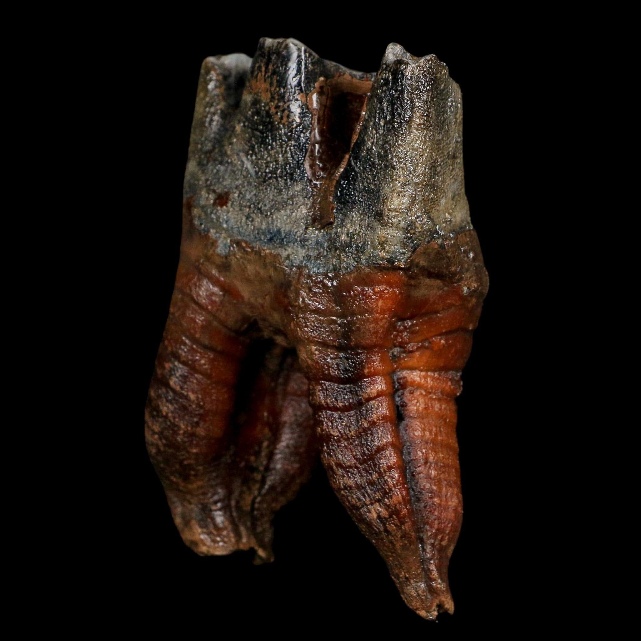 3.4" Woolly Rhinoceros Fossil Rooted Tooth Pleistocene Age Megafauna Russia COA