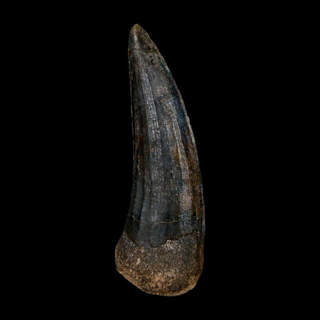 1.9" Suchomimus Fossil Tooth Cretaceous Spinosaurid Dinosaur Elraz FM Niger COA