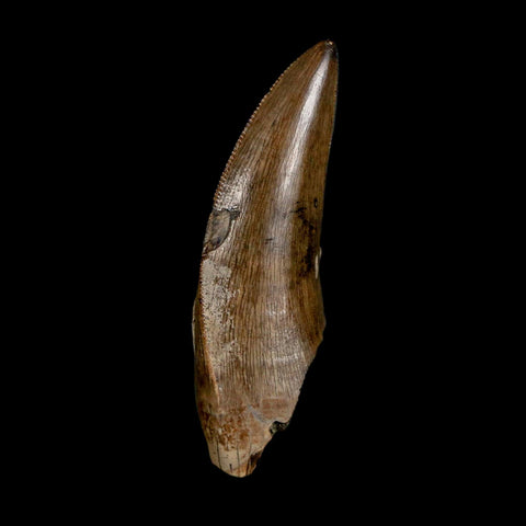 1.4" Tyrannosaur Serrated Fossil Tooth Cretaceous Dinosaur Judith River FM MT COA