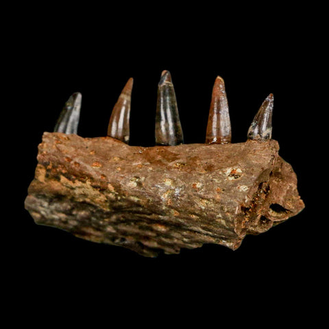 1.8" Crocodile Fossil Jaw Section With Teeth Hell Creek FM Cretaceous Age MT Riker Box