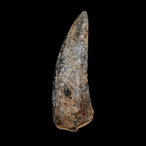 1.9" Suchomimus Fossil Tooth Cretaceous Spinosaurid Dinosaur Elraz FM Niger COA - Fossil Age Minerals