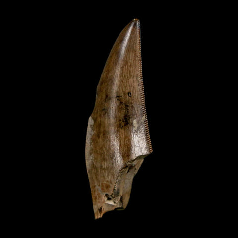 1.4" Tyrannosaur Serrated Fossil Tooth Cretaceous Dinosaur Judith River FM MT COA