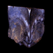 0.4" Lambeosaurus Fossil Judith River FM Montana Cretaceous Dinosaur COA