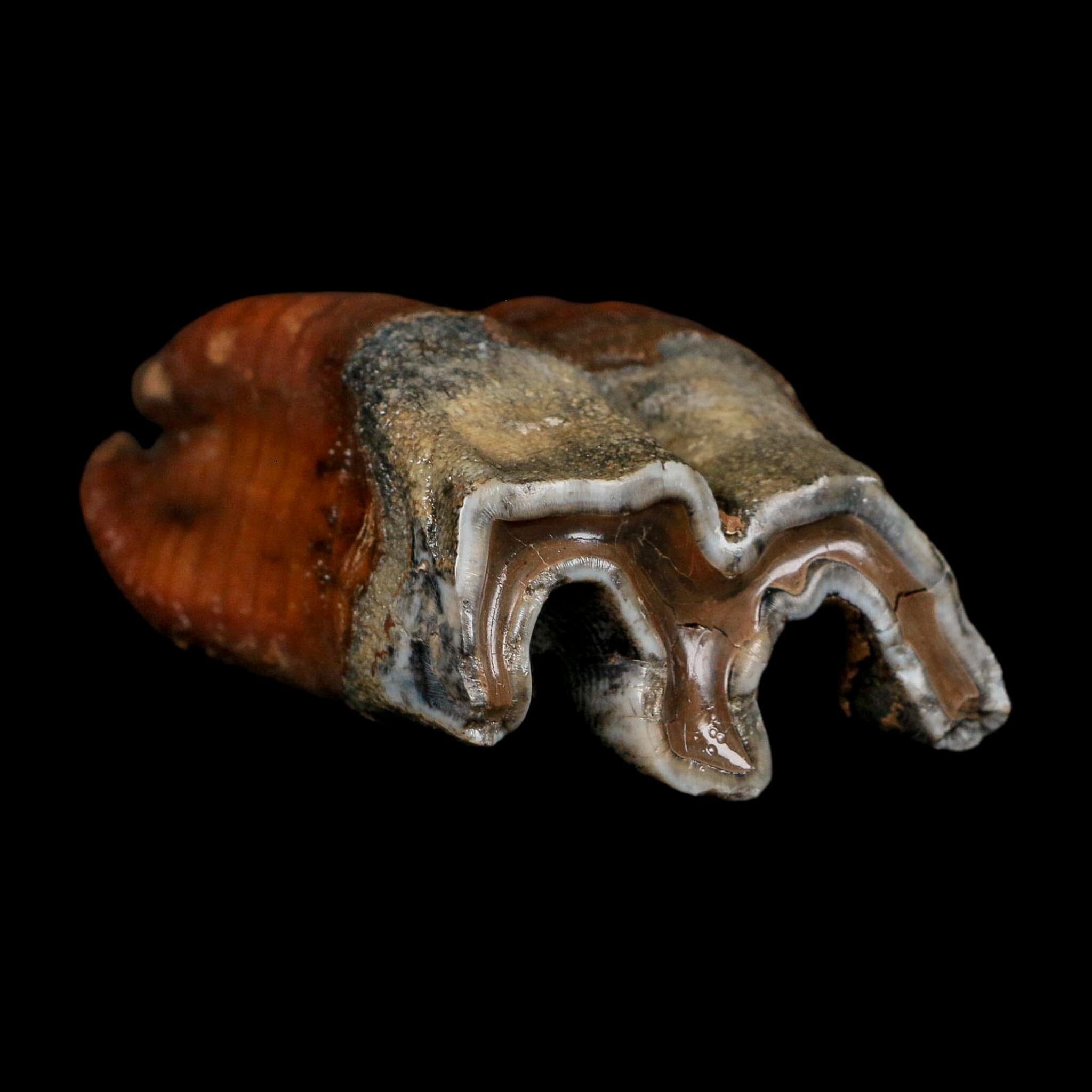 3.4" Woolly Rhinoceros Fossil Rooted Tooth Pleistocene Age Megafauna Russia COA