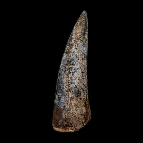 1.9" Suchomimus Fossil Tooth Cretaceous Spinosaurid Dinosaur Elraz FM Niger COA - Fossil Age Minerals