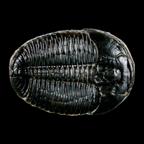 1.4" Elrathia Kingi Trilobite Fossil Utah Cambrian Age 521 Million Years Old COA - Fossil Age Minerals