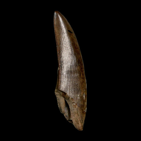 1.4" Tyrannosaur Serrated Fossil Tooth Cretaceous Dinosaur Judith River FM MT COA