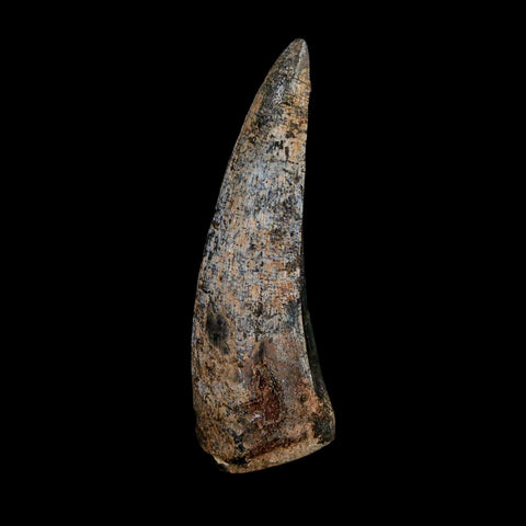 1.9" Suchomimus Fossil Tooth Cretaceous Spinosaurid Dinosaur Elraz FM Niger COA - Fossil Age Minerals