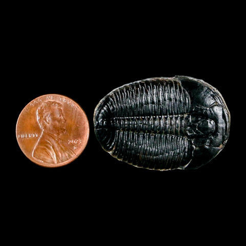 1.4" Elrathia Kingi Trilobite Fossil Utah Cambrian Age 521 Million Years Old COA - Fossil Age Minerals