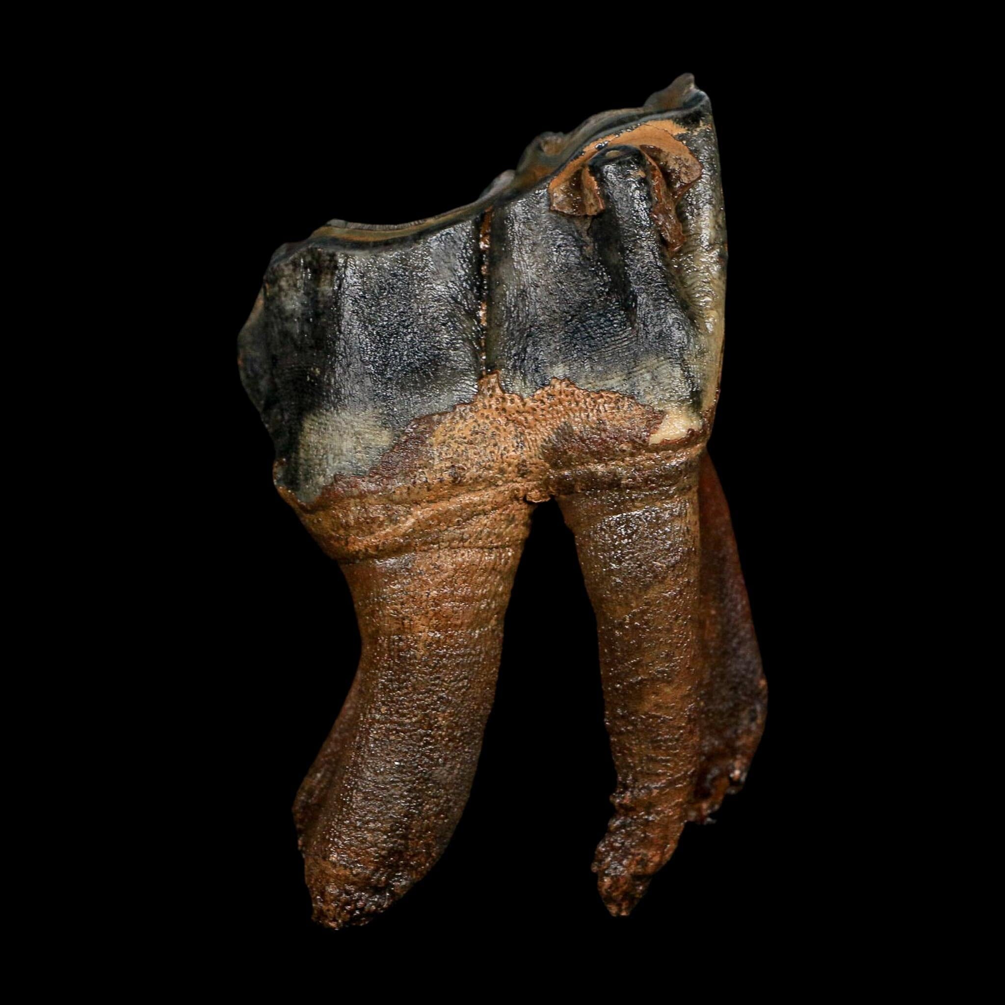 3.7" Woolly Rhinoceros Fossil Rooted Tooth Pleistocene Age Megafauna Russia COA