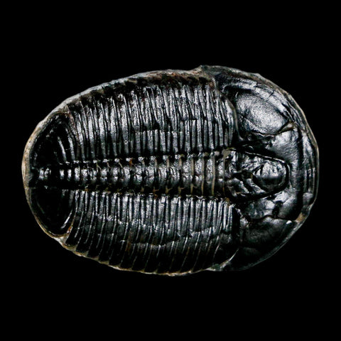 1.4" Elrathia Kingi Trilobite Fossil Utah Cambrian Age 521 Million Years Old COA - Fossil Age Minerals