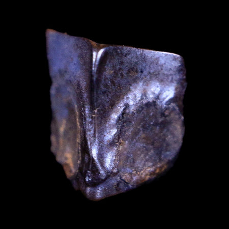0.4" Lambeosaurus Fossil Judith River FM Montana Cretaceous Dinosaur COA